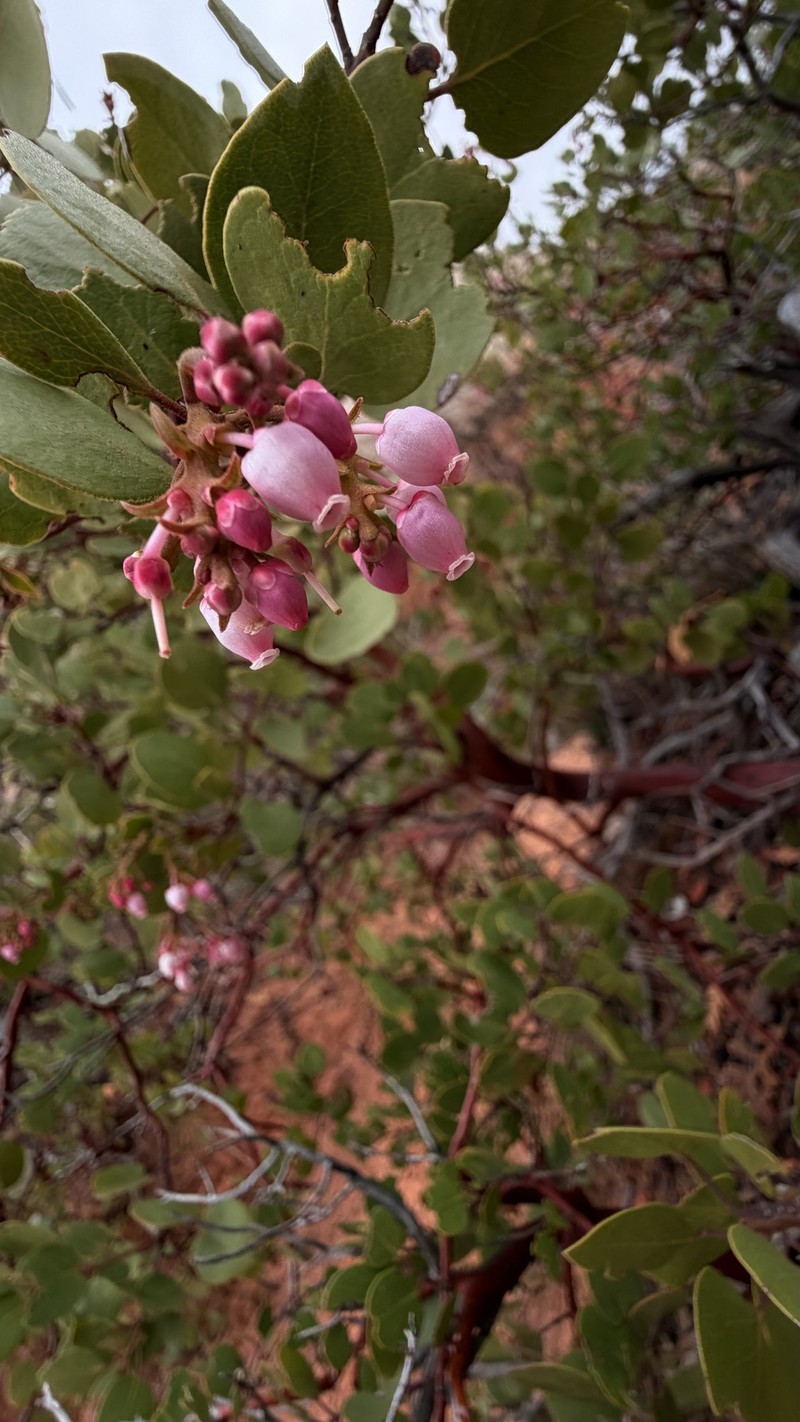 Arctostaphylos acutifolia