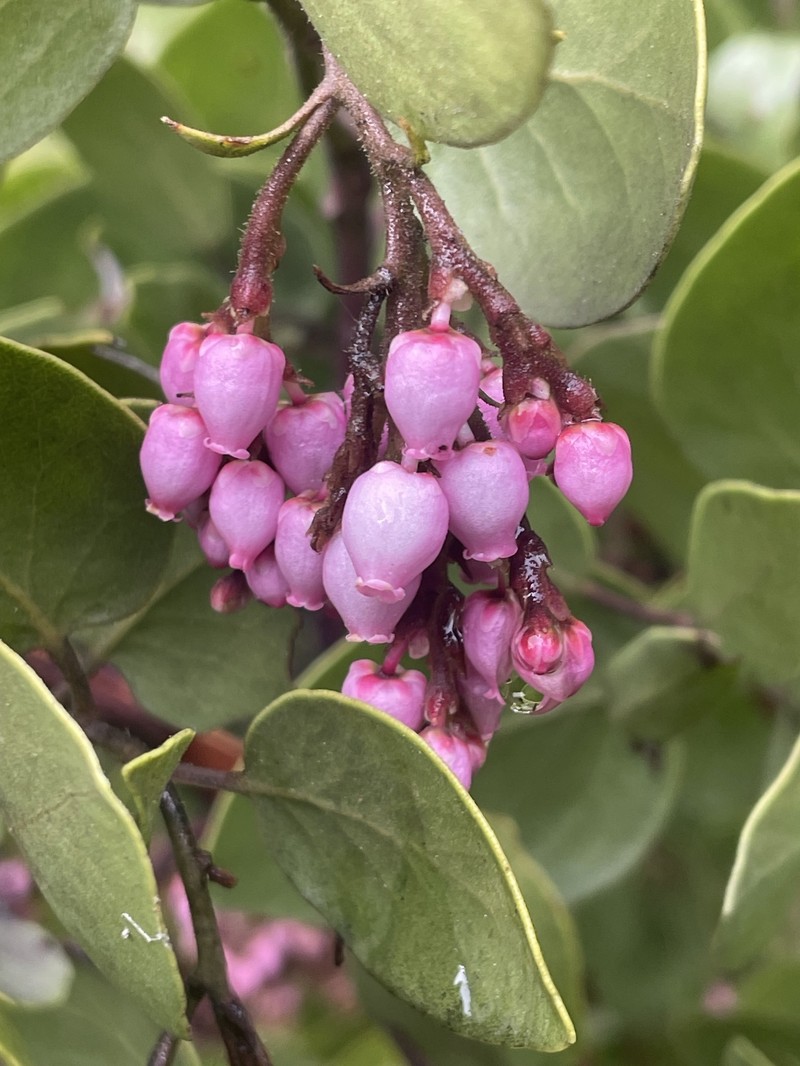 Arctostaphylos acutifolia photo 2