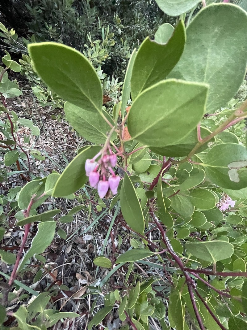Arctostaphylos acutifolia photo 3