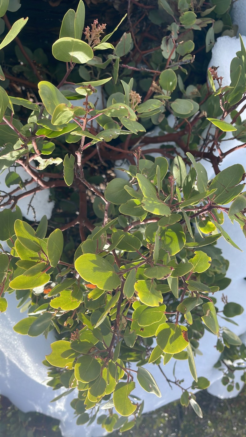 Arctostaphylos acutifolia photo 4