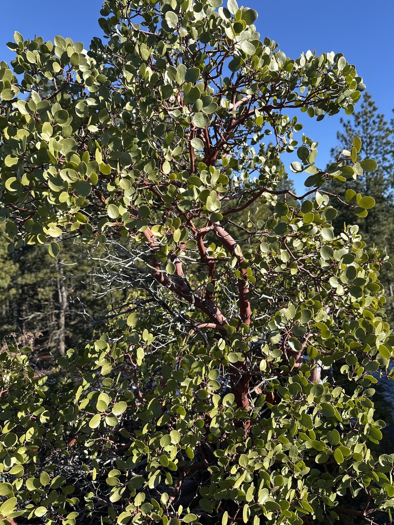 Arctostaphylos acutifolia photo 5