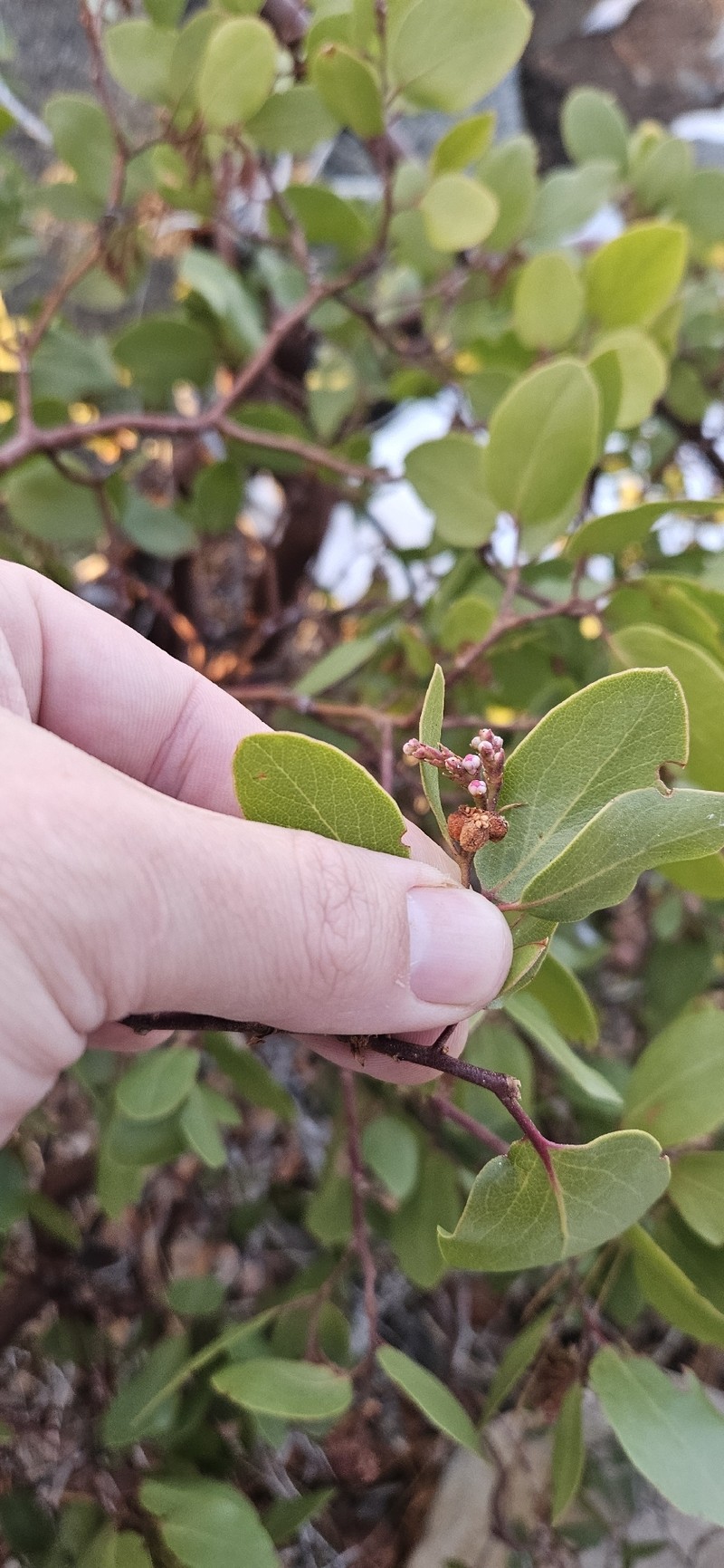 Arctostaphylos acutifolia photo 6