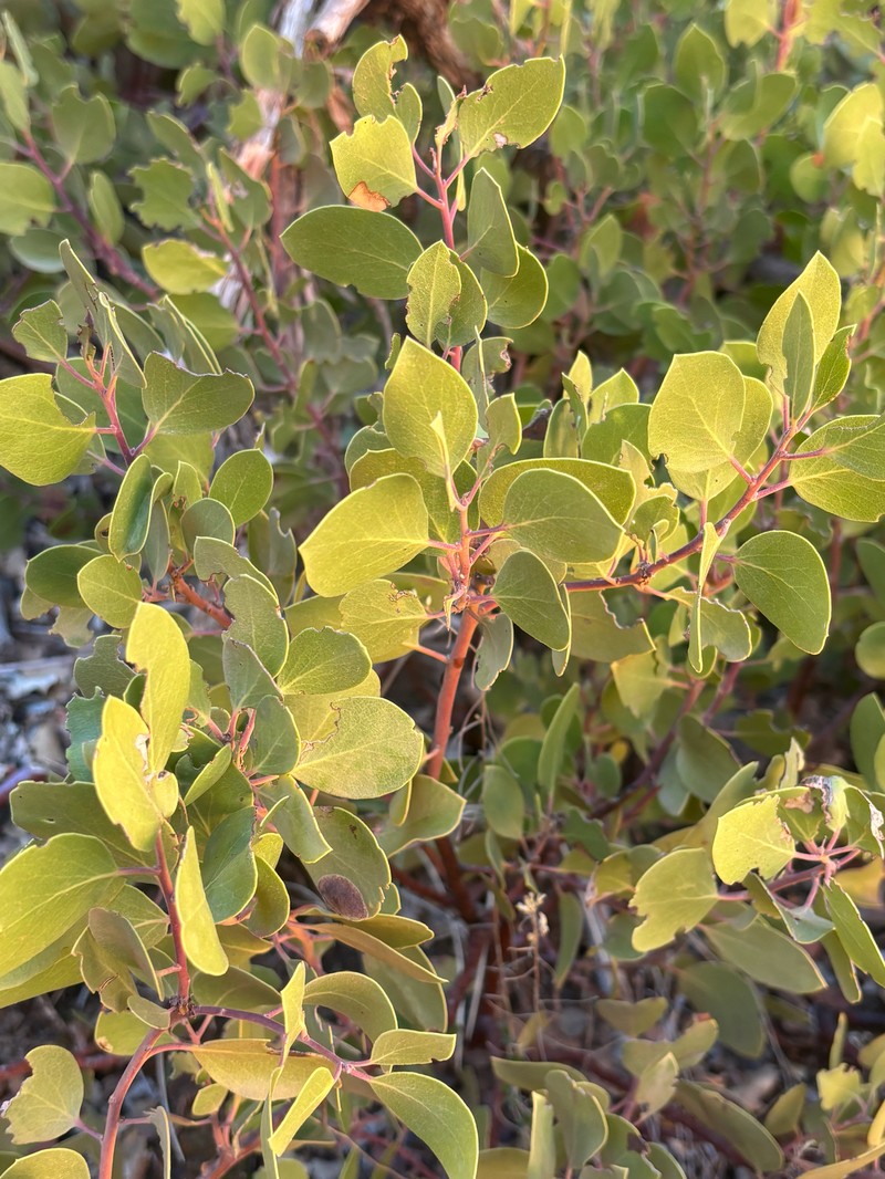 Arctostaphylos acutifolia photo 7
