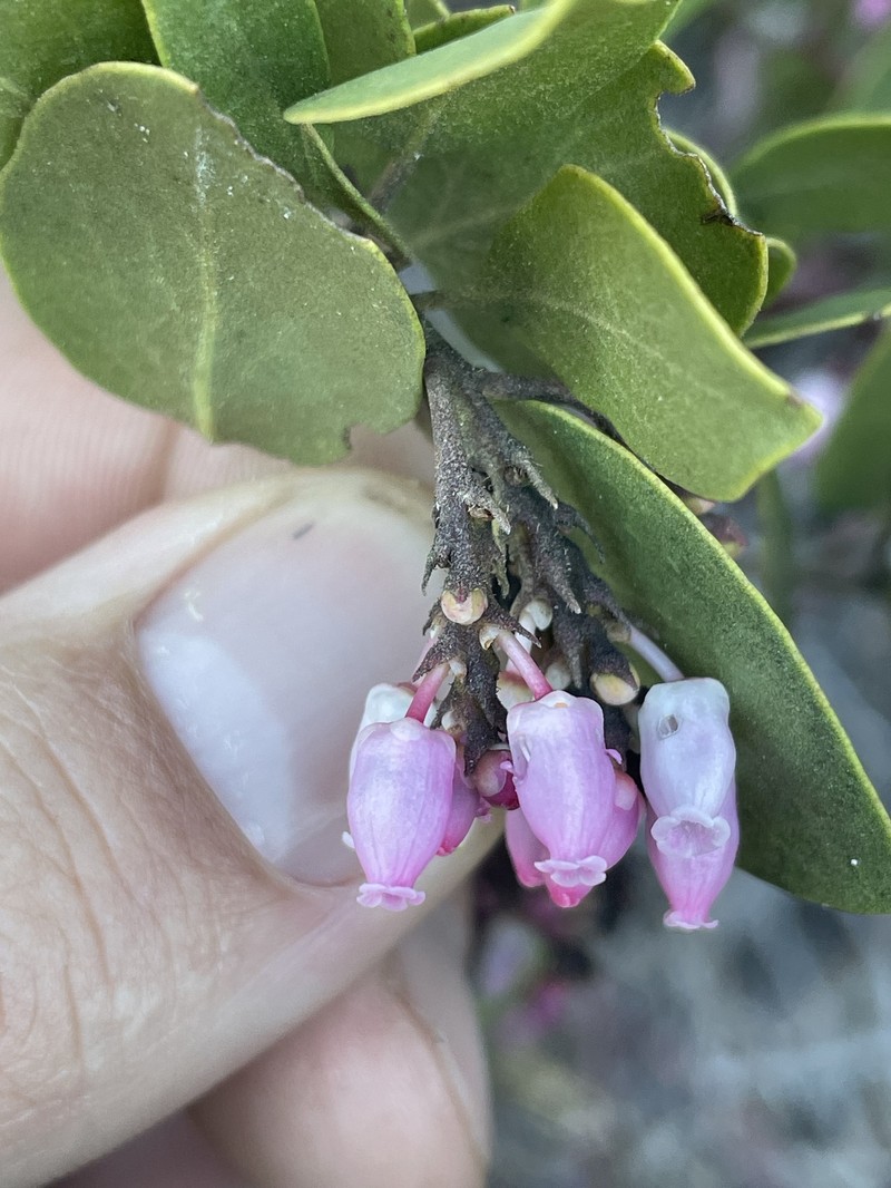 Arctostaphylos acutifolia photo 8