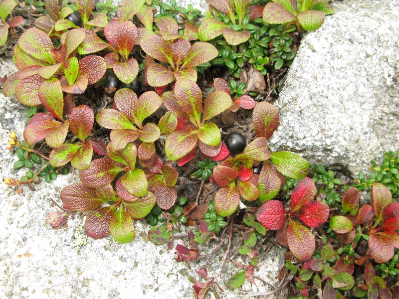 Alpine Bearberry