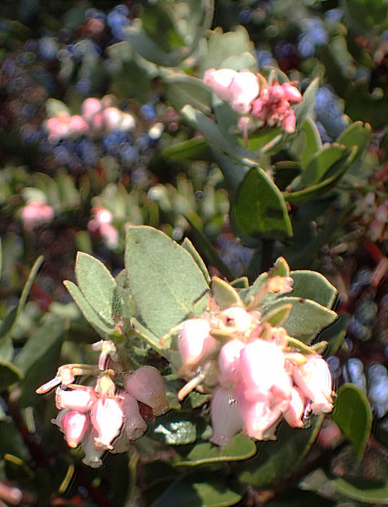 Mt. Diablo Manzanita photo 2