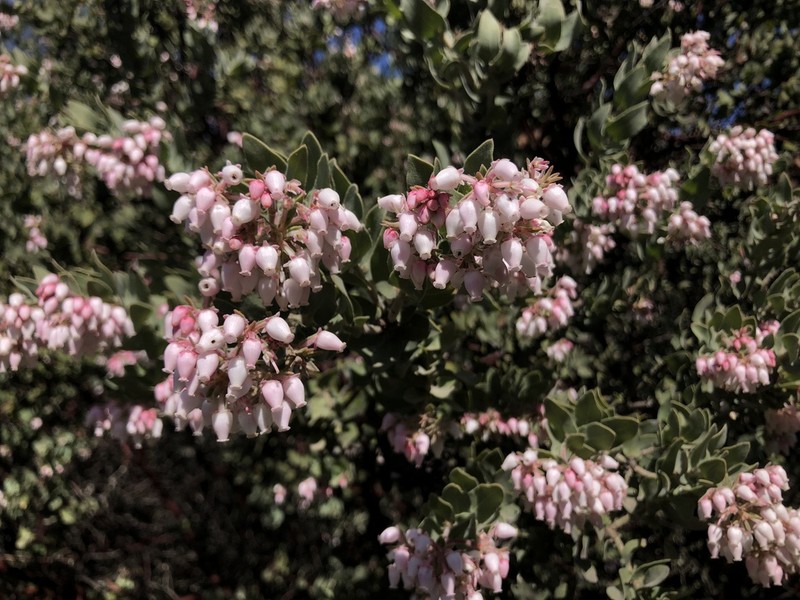 Mt. Diablo Manzanita photo 3