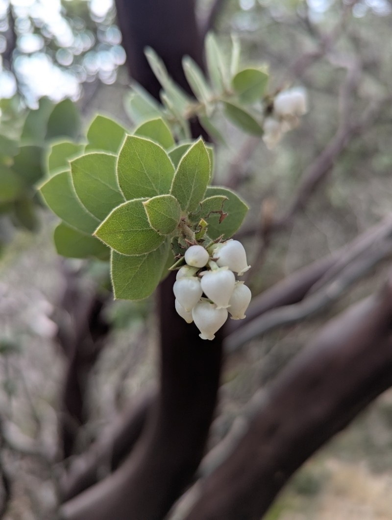 Mt. Diablo Manzanita photo 4
