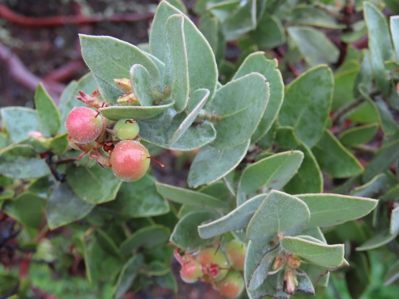 Mt. Diablo Manzanita photo 5