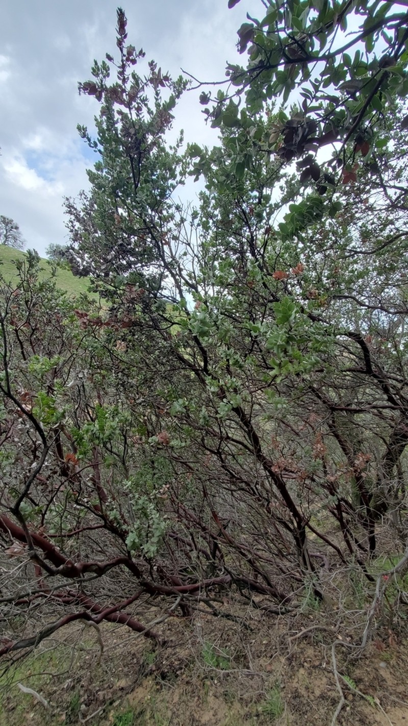 Mt. Diablo Manzanita photo 6