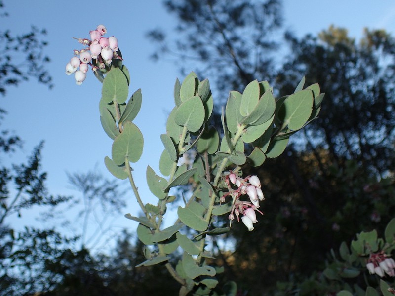 Mt. Diablo Manzanita photo 7