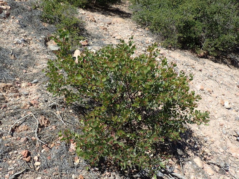 Arctostaphylos australis photo 2