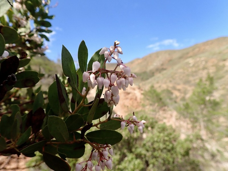 Arctostaphylos australis photo 3