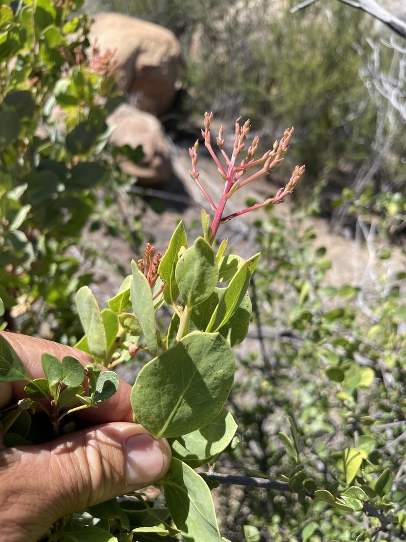 Arctostaphylos australis photo 4