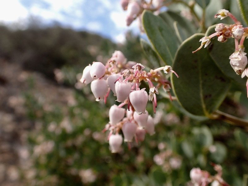 Arctostaphylos australis photo 5