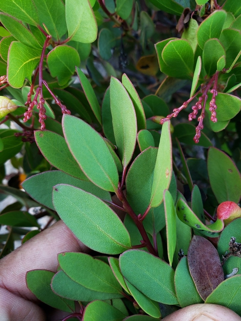 Arctostaphylos australis photo 6