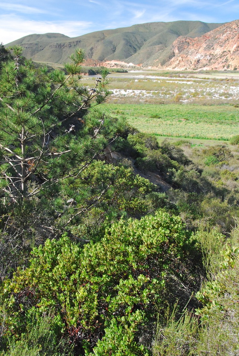 Arctostaphylos australis photo 7