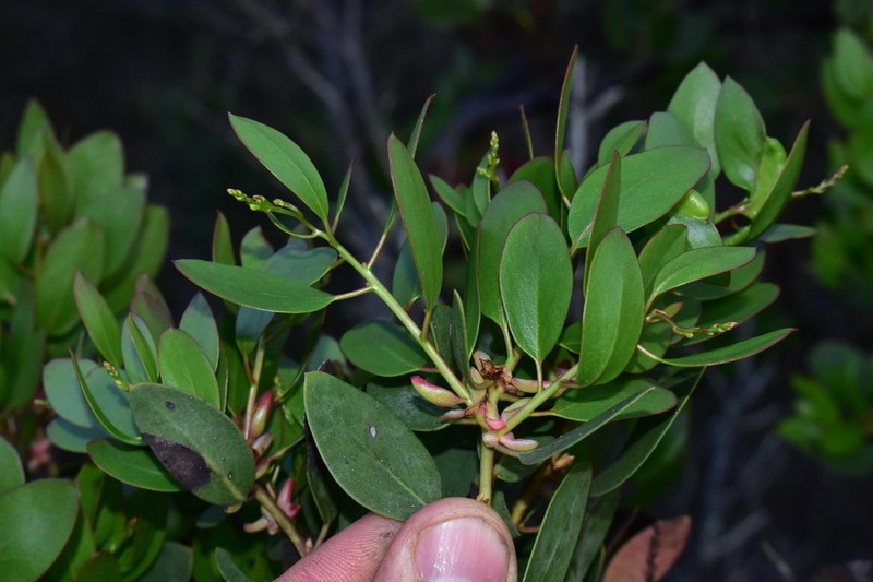 Arctostaphylos australis photo 8