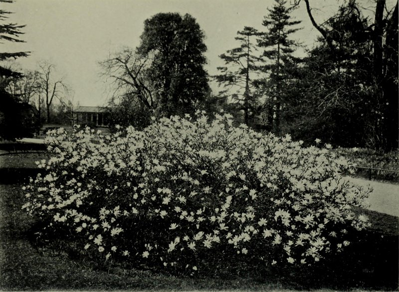 Arctostaphylos australis