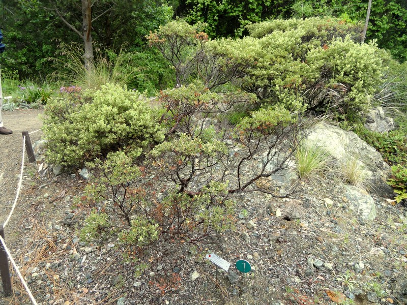 Baker's Manzanita