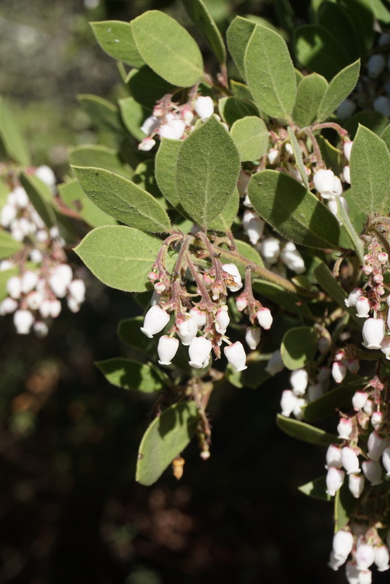 Baker's Manzanita photo 2