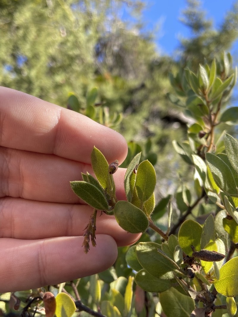 Baker's Manzanita photo 3