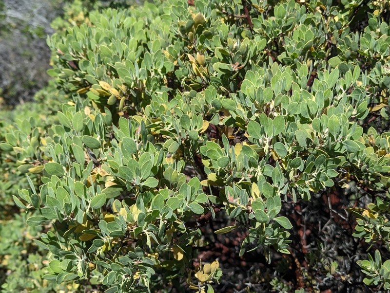 Baker's Manzanita photo 4