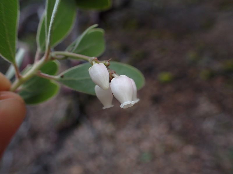 Baker's Manzanita photo 5