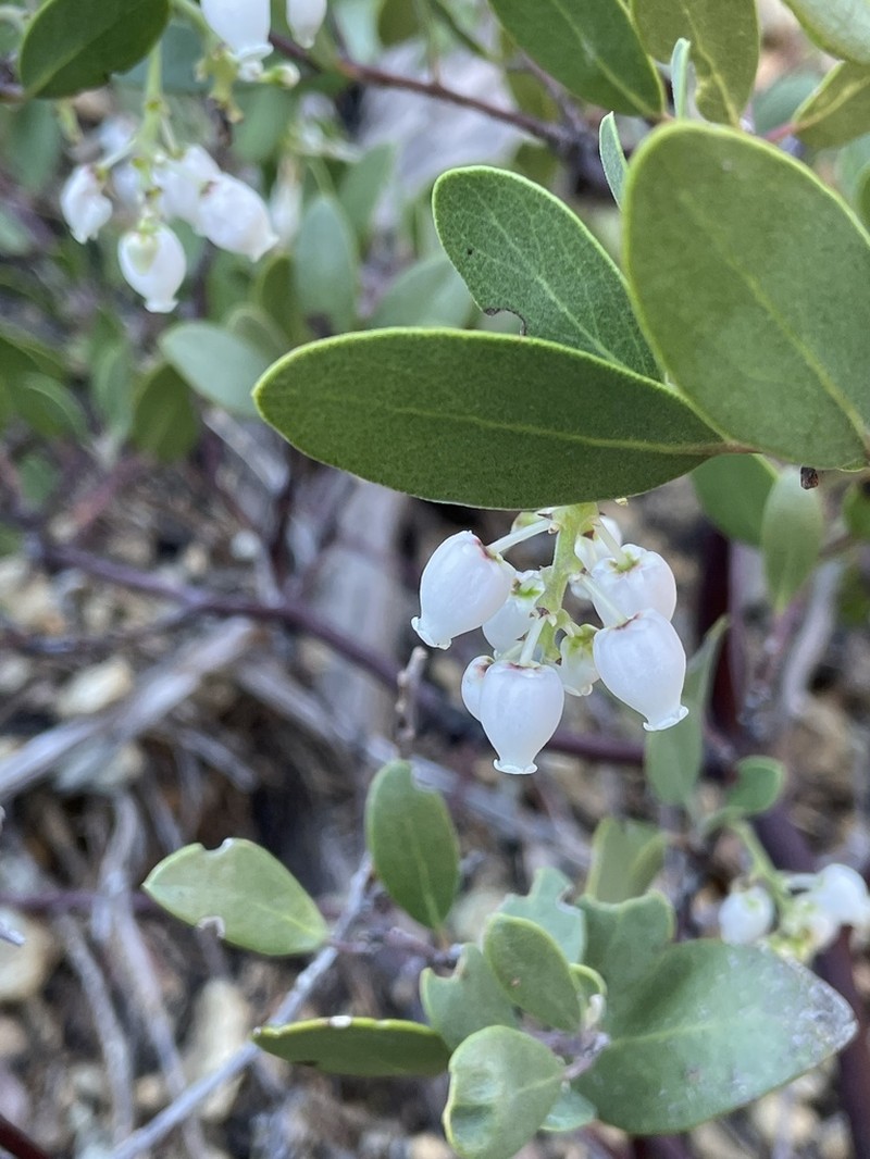 Baker's Manzanita photo 6