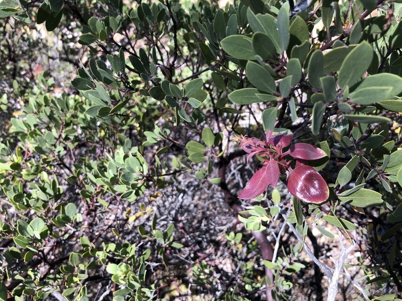 Baker's Manzanita photo 7