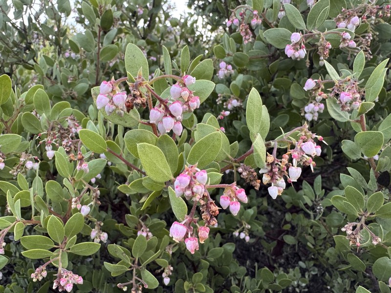 Arctostaphylos bakeri subsp. bakeri