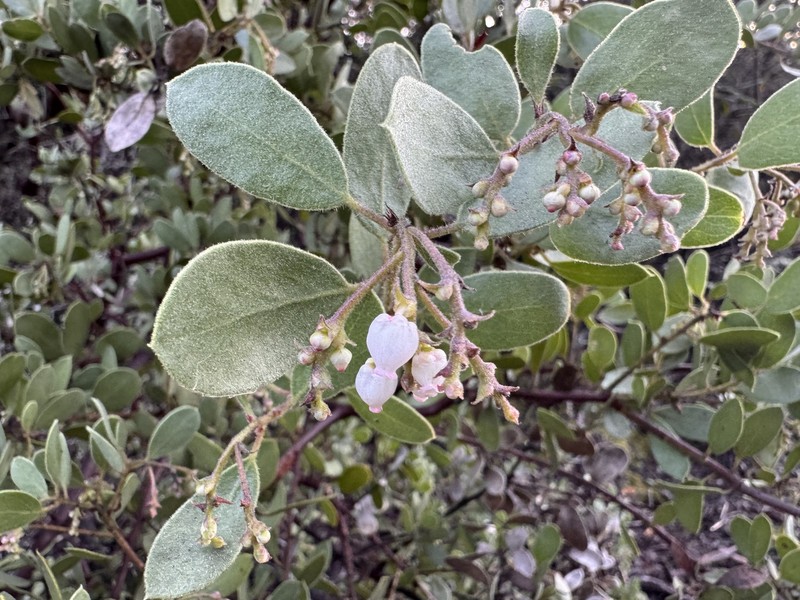 Arctostaphylos bakeri subsp. bakeri photo 2