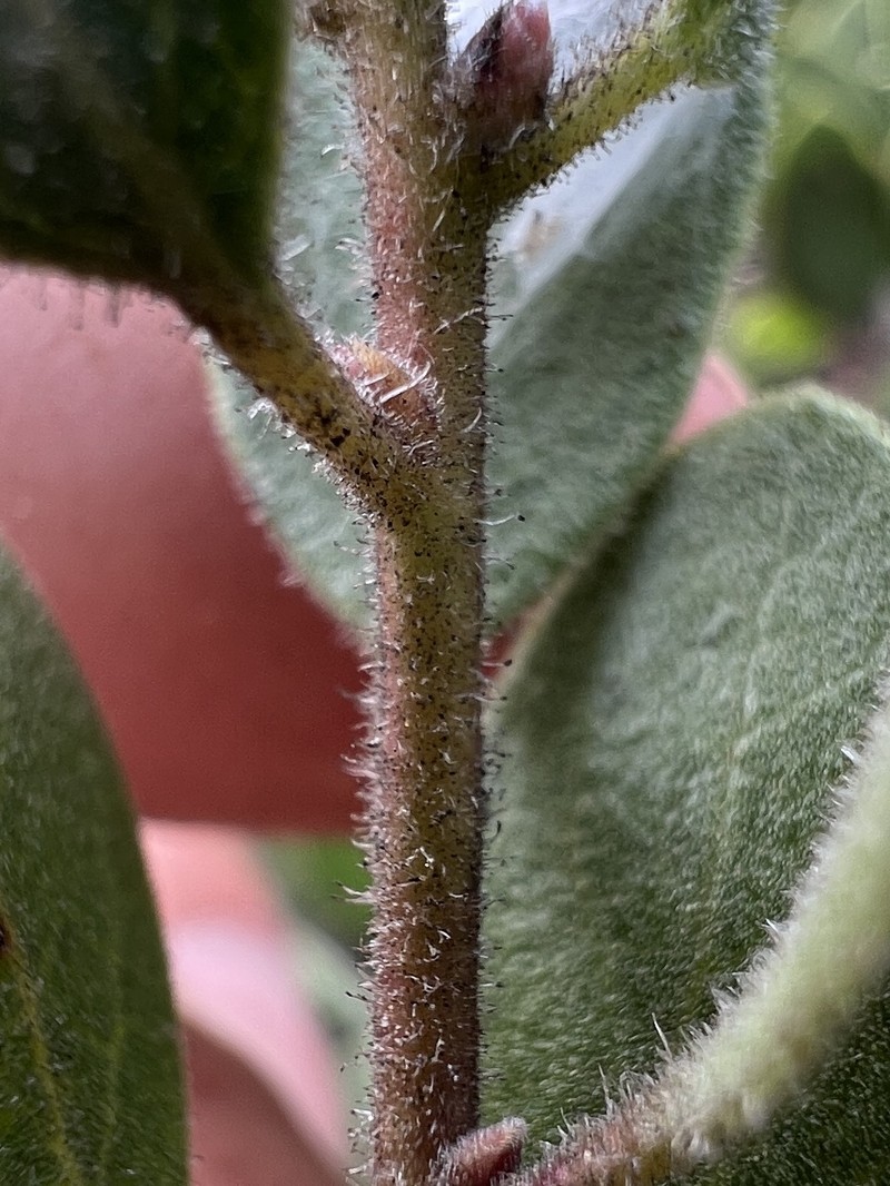 Arctostaphylos bakeri subsp. bakeri photo 3