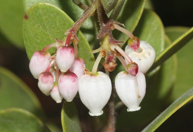 Arctostaphylos bakeri subsp. bakeri photo 4