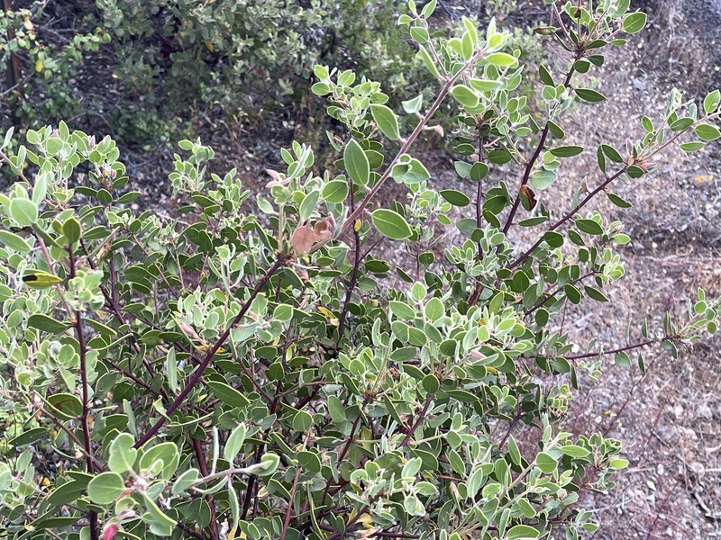 Arctostaphylos bakeri subsp. bakeri photo 5