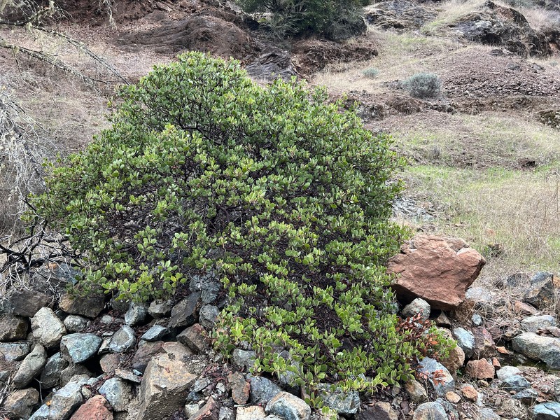 Arctostaphylos bakeri subsp. bakeri photo 7