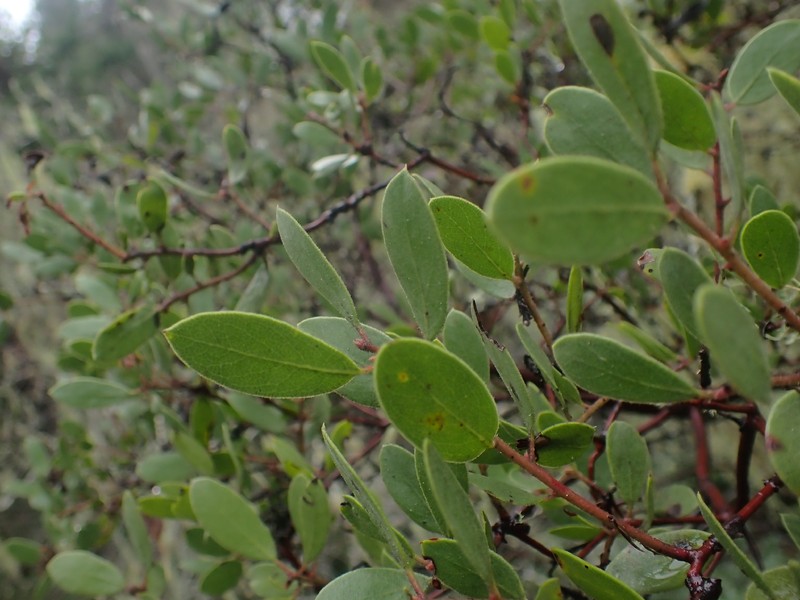 Arctostaphylos bakeri subsp. bakeri photo 8