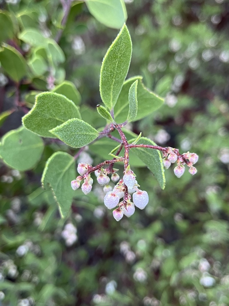 Arctostaphylos bakeri subsp. sublaevis