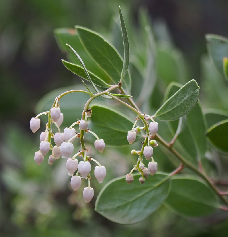 Arctostaphylos bakeri subsp. sublaevis photo 2