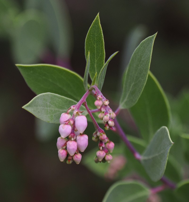 Arctostaphylos bakeri subsp. sublaevis photo 3