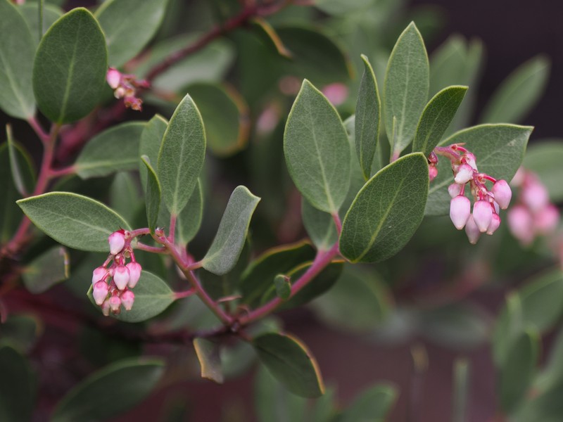 Arctostaphylos bakeri subsp. sublaevis photo 4