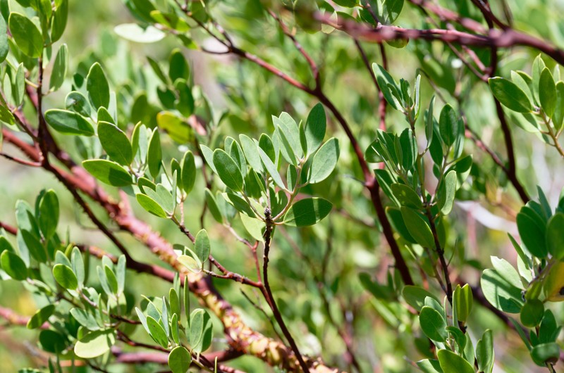 Arctostaphylos bakeri subsp. sublaevis photo 5