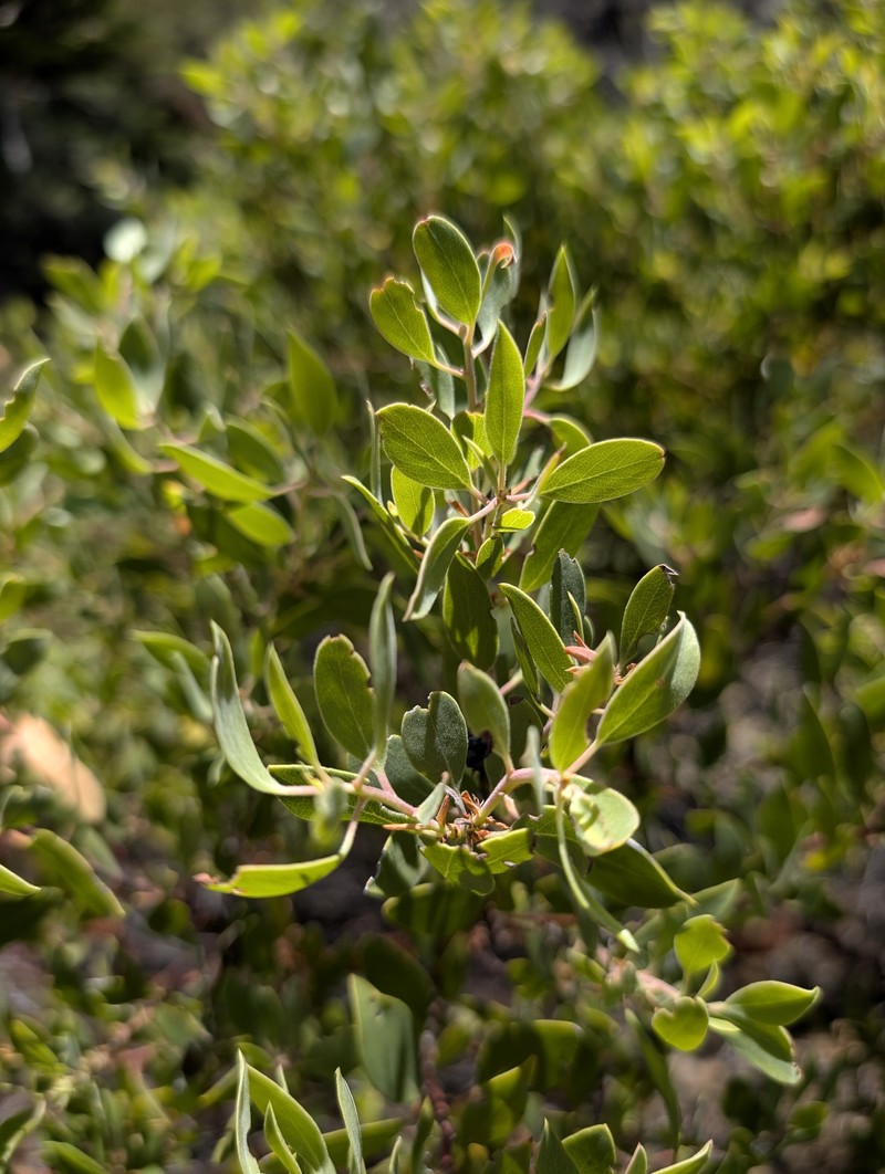 Arctostaphylos bakeri subsp. sublaevis photo 6