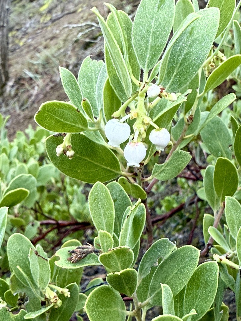 Arctostaphylos bakeri subsp. sublaevis photo 7