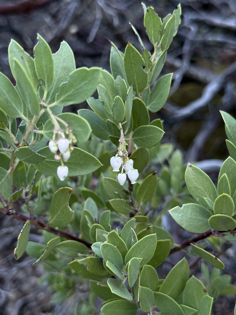 Arctostaphylos bakeri subsp. sublaevis photo 8