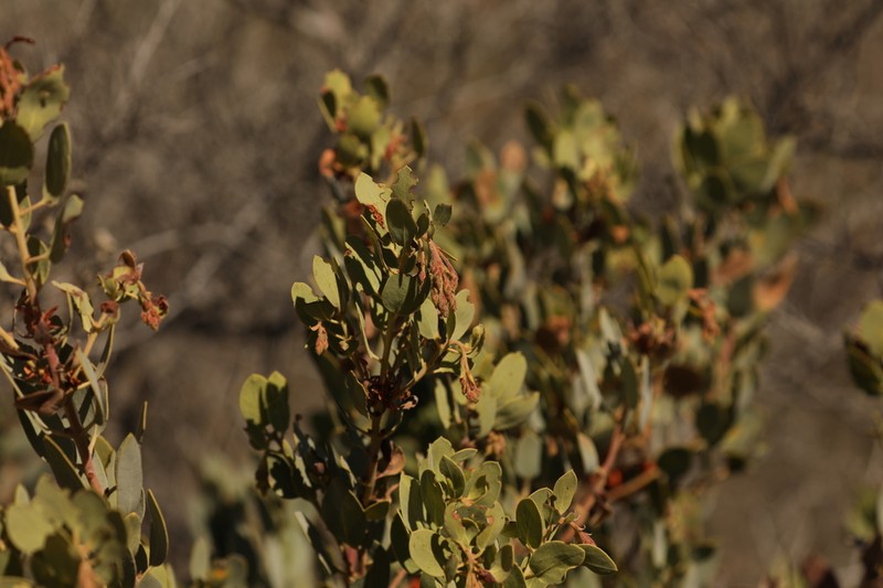 Arctostaphylos bolensis photo 2
