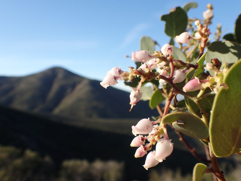 Arctostaphylos bolensis photo 3