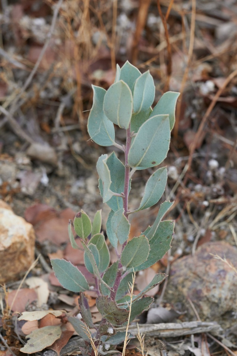 Arctostaphylos bolensis photo 5