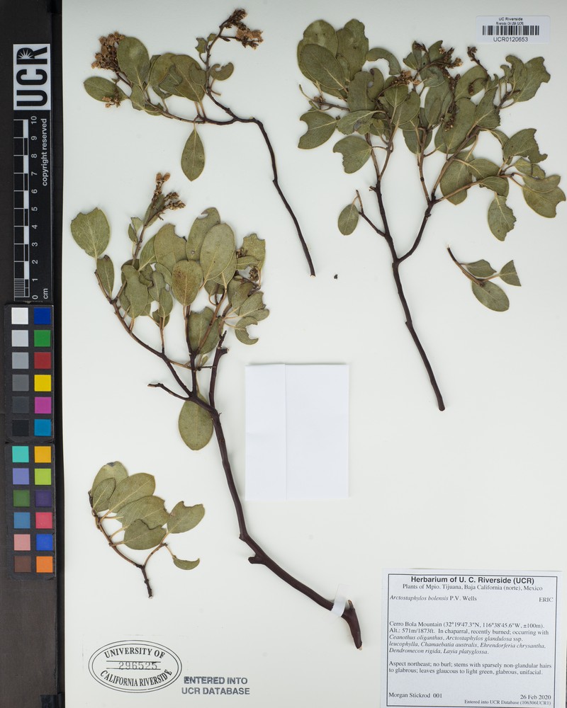 Arctostaphylos bolensis photo 8
