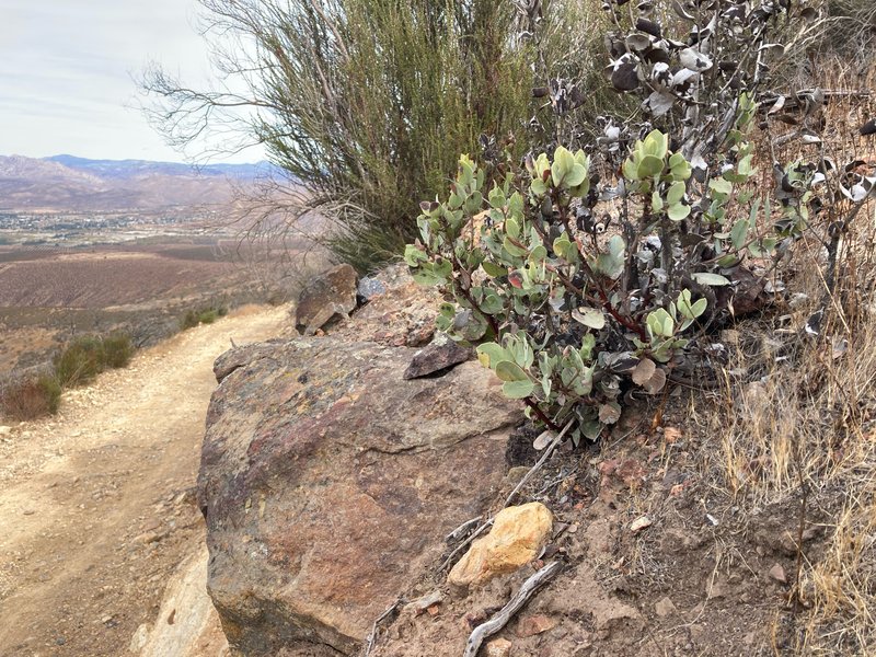 Arctostaphylos bolensis